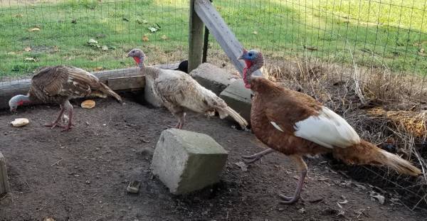 Turkeys 1