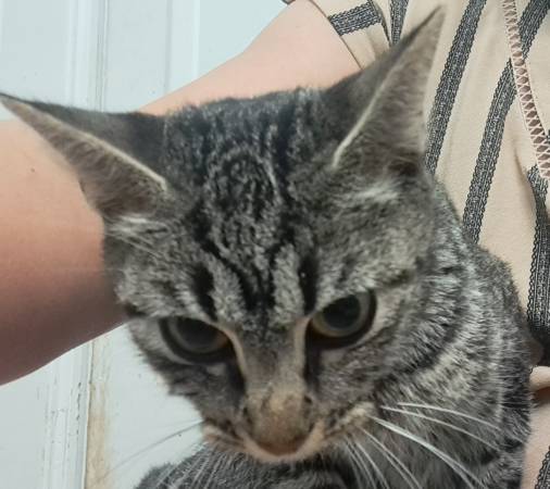 Very sweet tabby cat needs her forever home (HARKER HEIGHTS)63839344706945123