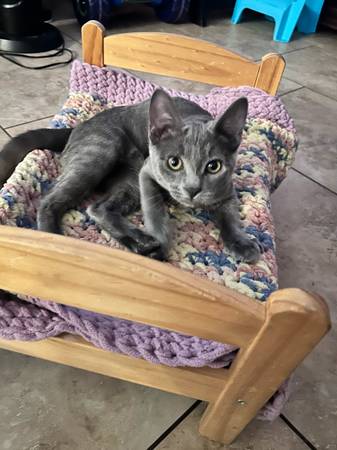 2 kittens both male (Phoenix)63967146830339120