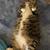 Lost Brown Tabby Cat Named Oliver 5 thumbnail