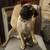 AKC ACA PUG 1 thumbnail