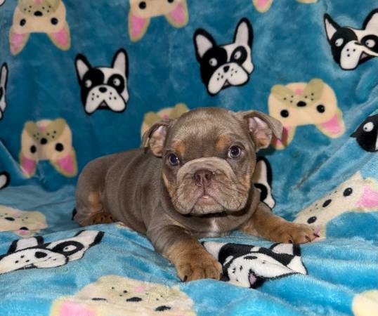 CACHORRA BULLDOG INGLÉS HEMBRA (San Antonio)63372789570305124