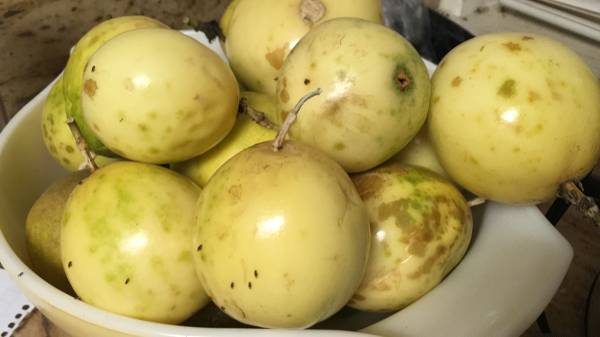 Yellow lilikoi fruit 1