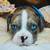 Pup bully 6 thumbnail
