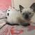 Kitten Siamese 1 thumbnail
