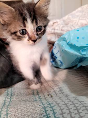 Kittens - sweet and socialized63675819443201124