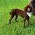 ≥≥≥≥Stunning AKC Red Standard Poodles≤≤≤≤≤≤≤≤ 2 thumbnail