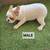 French bulldogs fluffy carrier 18 thumbnail