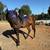 horse for sale 6 thumbnail