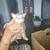 6 Kittens 6 thumbnail