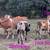 Grassfed herd trimming 5 thumbnail