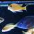 Assorted Peacock and Haplochromis cichlids African Cichlids 9 thumbnail