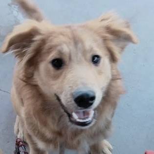 Rehoming Australian shepherd mix 1