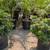 Pittosporum 12 thumbnail