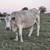 Cows 3 thumbnail