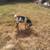 Nigerian Dwarf goats. kids 2 thumbnail