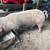 Pig for sale 2 thumbnail