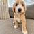 Sheepadoodle Pups 2 thumbnail
