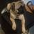 Pugs 2 thumbnail