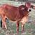 Brahman Bull Calf 5 thumbnail
