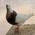 Pigeons 19 thumbnail