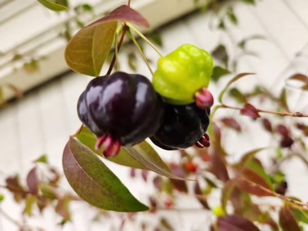BLACK Surinam Cherry plant fruit tree visit our food forest on youtub 1