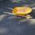 WHEELBARROW 1 thumbnail