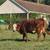 Cow calf pair 1 thumbnail