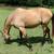Private Horse Boarding 4 thumbnail