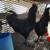 Ayam Cemani Cross Roosters 1 thumbnail