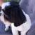 Shih tzu 5 thumbnail