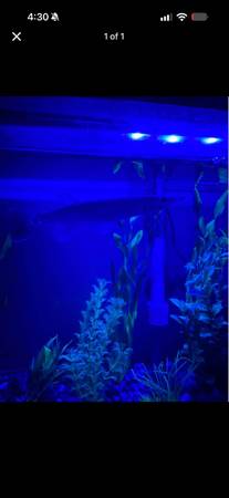 Silver gar 1
