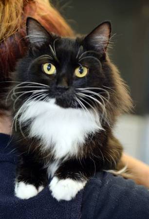 Cachorro de gato de pelo largo doméstico ISO con traje de etiqueta (Palm Bay)
