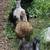 Ducks 3 thumbnail