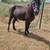 2 Pony Mares/Package Deal! PLEASE READ AD 6 thumbnail