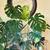 XXL Monstera Deliciosa – 6ft Tall + Ceramic Pot 1 thumbnail