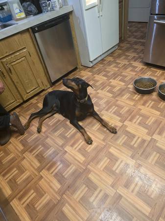 2 perras Doberman... protectores (Daleville)568396562113515525