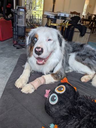 Missing dog 1