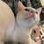 Rehoming beautiful white cat 10 thumbnail