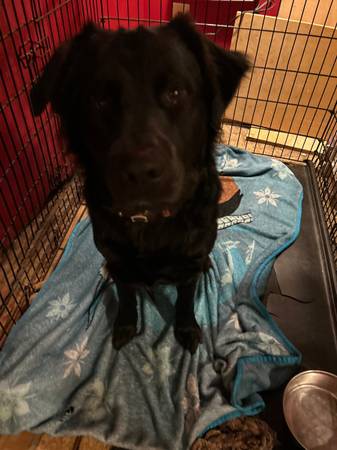 Black lab 1