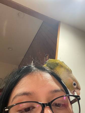 Rehoming conure (New Brunswick)63624637542529124