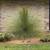 -- Mexican Grass trees -- Dasylirion longissimum 2 thumbnail