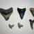 Megalodon & Great White Shark Teeth (Fossilized) 1 thumbnail