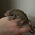 crested geckos 9 thumbnail