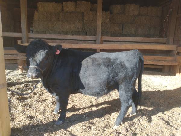 Dexter bull 1