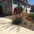 Red Yucca Plant (drought-tolerant) 4 thumbnail