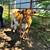 Highland Crossbred Steer 1 thumbnail