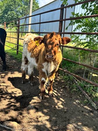 Highland Crossbred Steer 1