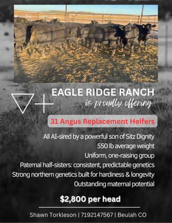 31 Replacement Heifers 1