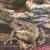 Tree Frogs 5 thumbnail